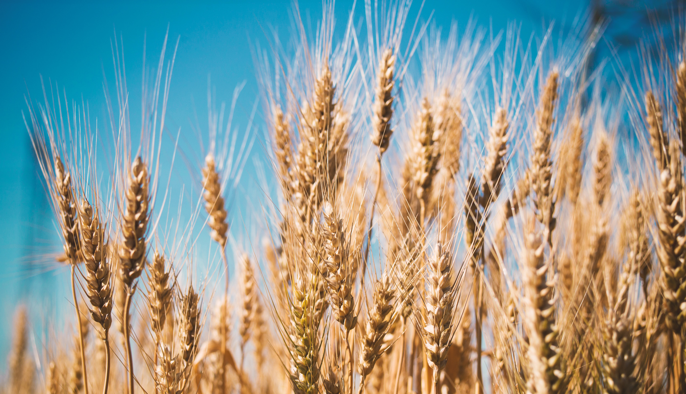 Corn spol. s r.o. image